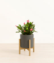 Load image into Gallery viewer, Dark Olive stand:bamboo