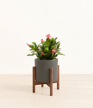 Load image into Gallery viewer, Dark Olive stand:walnut