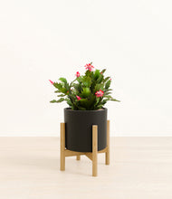 Load image into Gallery viewer, Black stand:bamboo