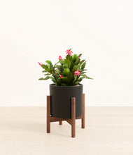 Load image into Gallery viewer, Black stand:walnut