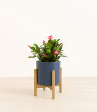 Load image into Gallery viewer, Deep Navy stand:bamboo