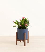 Load image into Gallery viewer, Deep Navy stand:walnut