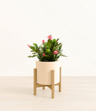 Load image into Gallery viewer, Cream stand:bamboo