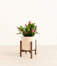 Load image into Gallery viewer, Cream stand:walnut