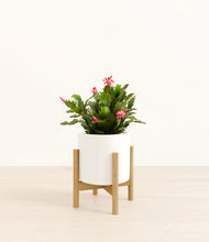 Load image into Gallery viewer, White stand:bamboo