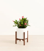 Load image into Gallery viewer, White stand:walnut