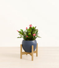 Load image into Gallery viewer, Deep Navy stand:bamboo