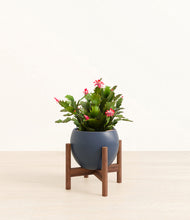 Load image into Gallery viewer, Deep Navy stand:walnut