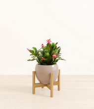 Load image into Gallery viewer, Desert Brown stand:bamboo