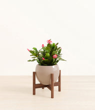 Load image into Gallery viewer, Desert Brown stand:walnut