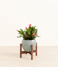 Load image into Gallery viewer, Deep Ocean stand:walnut