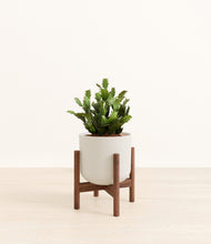 Load image into Gallery viewer, Natural Bamboo stand:walnut