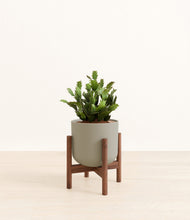 Load image into Gallery viewer, Sage Green stand:walnut