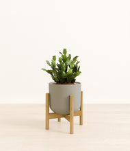 Load image into Gallery viewer, Sage Green stand:bamboo