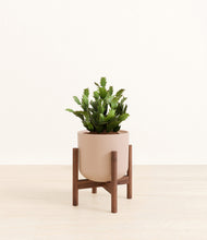 Load image into Gallery viewer, Sandy Pink stand:walnut