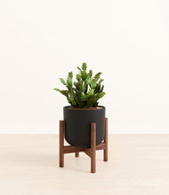 Load image into Gallery viewer, Stone Black stand:walnut