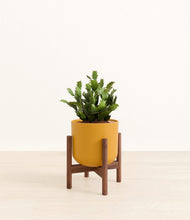 Load image into Gallery viewer, Sunset Orange stand:walnut