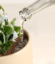 Load image into Gallery viewer, Almond Green stand:all