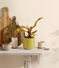 Load image into Gallery viewer, Key Lime Yellow