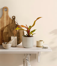 Load image into Gallery viewer, Cotton White