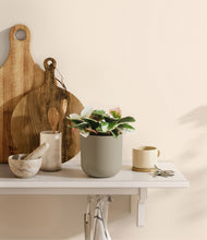 Load image into Gallery viewer, Sage Green