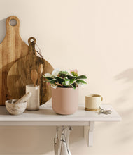 Load image into Gallery viewer, Sandy Pink