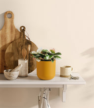 Load image into Gallery viewer, Sunset Orange