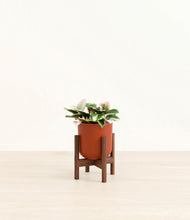 Load image into Gallery viewer, Earth Red stand:walnut