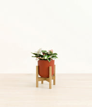 Load image into Gallery viewer, Earth Red stand:bamboo