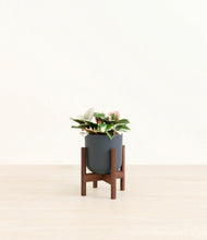 Load image into Gallery viewer, Iron Gray stand:walnut