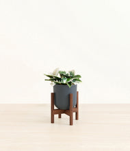 Load image into Gallery viewer, Iron Gray stand:walnut