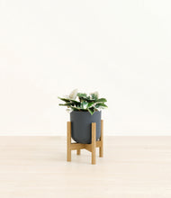 Load image into Gallery viewer, Iron Gray stand:bamboo