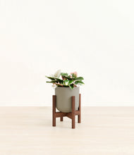 Load image into Gallery viewer, Sage Green stand:walnut