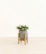 Load image into Gallery viewer, Sage Green stand:bamboo