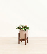 Load image into Gallery viewer, Sandy Pink stand:walnut