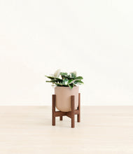Load image into Gallery viewer, Sandy Pink stand:walnut