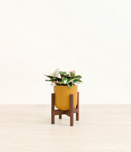 Load image into Gallery viewer, Sunset Orange stand:walnut