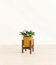 Load image into Gallery viewer, Sunset Orange stand:walnut