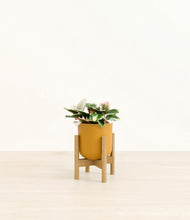 Load image into Gallery viewer, Sunset Orange stand:bamboo