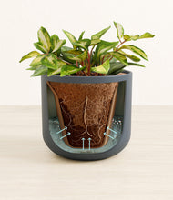 Load image into Gallery viewer, Iron Gray