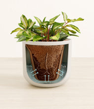 Load image into Gallery viewer, Natural Bamboo