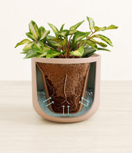 Load image into Gallery viewer, Sandy Pink