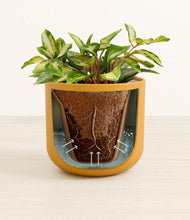 Load image into Gallery viewer, Sunset Orange