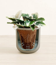 Load image into Gallery viewer, Sage Green stand:all