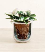 Load image into Gallery viewer, Natural Bamboo stand:all