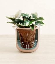 Load image into Gallery viewer, Sandy Pink stand:all