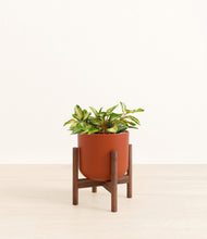 Load image into Gallery viewer, Earth Red stand:walnut