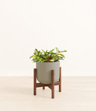 Load image into Gallery viewer, Sage Green stand:walnut