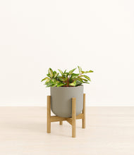 Load image into Gallery viewer, Sage Green stand:bamboo