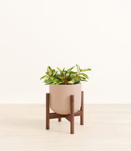 Load image into Gallery viewer, Sandy Pink stand:walnut